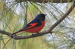 Short-billed Minivet